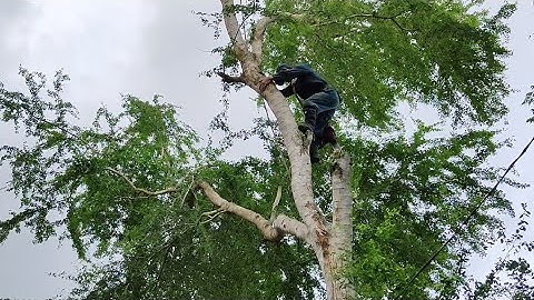 Cưa cây me nước gần trụ điện . Nhiều gai nhọn .Cưa cây kỹ thuật cao