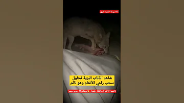شاهد الذئاب البرية تحاول سحب راعي الأغنام وهو نائم 