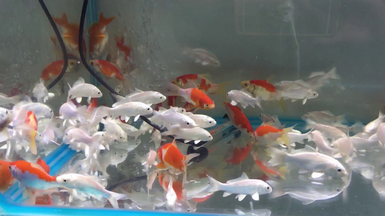 我養過的魚種觀賞魚及疾病防治台灣常見海豚種類 靖純的時光寶盒陪伴 是世上最奢侈的禮物 痞客邦