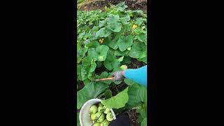Master easy vegetable planting skills right here