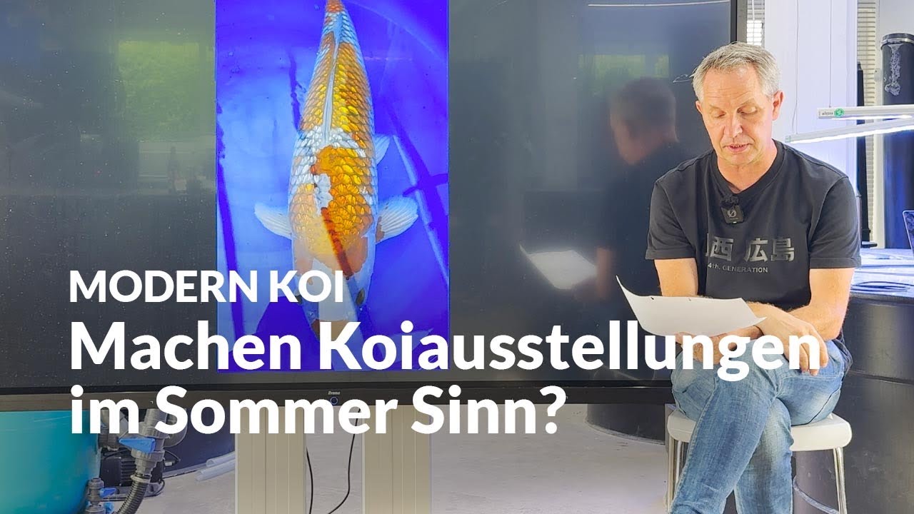 So bereitest du Koi auf Ausstellungen vor | Modern Koi Blog #7524