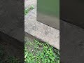You Won't Believe What's Living Inside This Electrical Box #fireants #checkitout