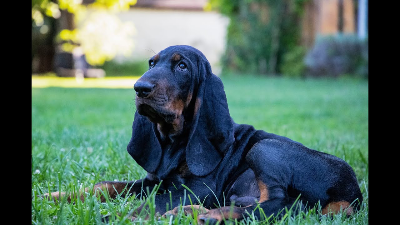 Mantrailing - 13 weeks old Black and Tan Coonhound (First step in mantrailing)