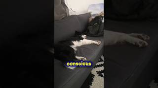 The Soft Apocalypse #18 How To Negotiate With Your Shadow screenshot 5