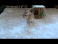 Moqlympic 2012 うさぎのモキュ様　体操選手になる　床　オス