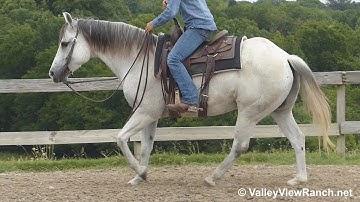 Smart Jag Time - lope-offs, stops! - ValleyViewRanch.net