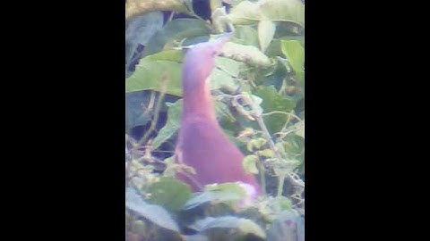 Cò rán - cò lửa