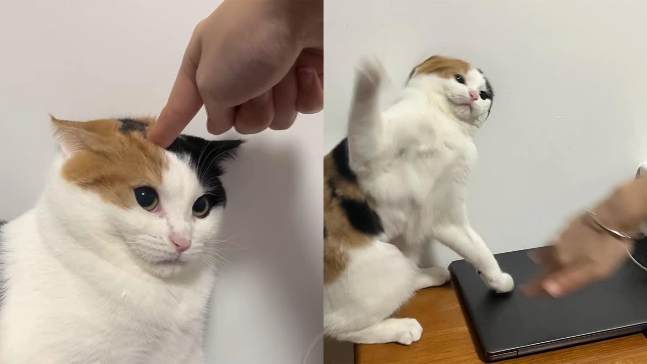 Cats Just Doing What Cats Do Best 🤣Funny Cats Videos 2025 🐱 Part 68