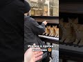 Мурлыкающая вселенная.
