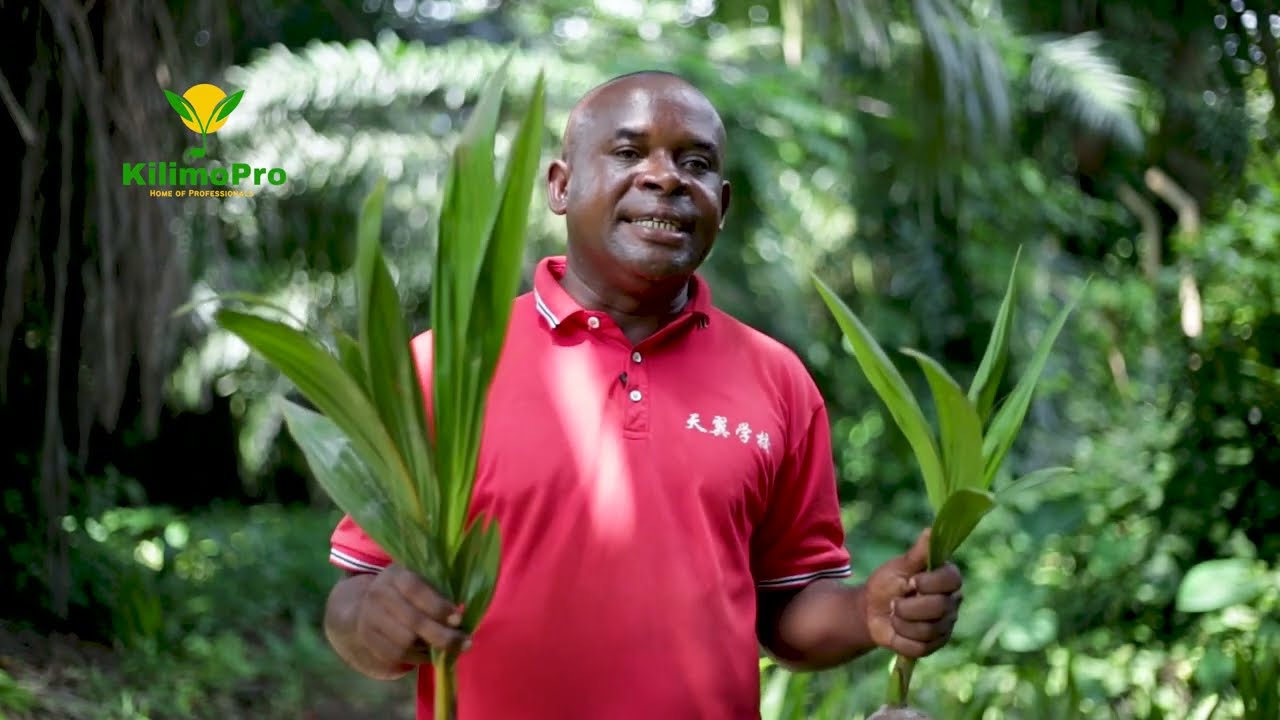 KILIMO CHA MINAZI KIBIASHARA, MICHE BORA YENYE KULETA FAIDA SHAMBANI KWAKO KWA MUDA MFUPI, Kilimopro