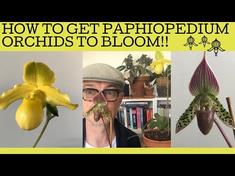 How to get paphiopedilum orchids to bloom!!