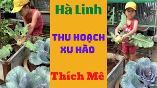Hà Linh||Thu Hoạch Xu Hào#shorts Hà Linh||Thu Hoạch Xu Hào#shorts