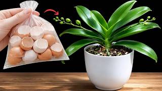 Don’t Throw Eggshells! Orchids Grow New Buds Fast (Natural Fertilizer) screenshot 5