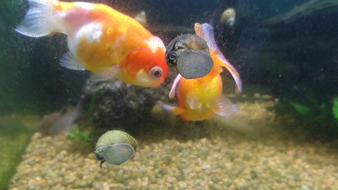 金魚 らんちゅう のブログ記事一覧 ふくろぶうgallery 金魚 らんちゅう のブログ記事一覧 ふくろぶうgallery
