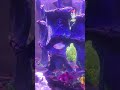 New fish tank decor #tigerbarbs #glofish #tetras #odessabarbs #greenplatinumbarbs