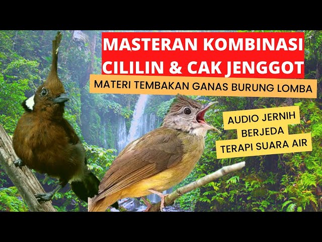 Masteran wajib burung juara | Cililin vs jenggot beset ngepik | audio jernih berjeda & suara air class=