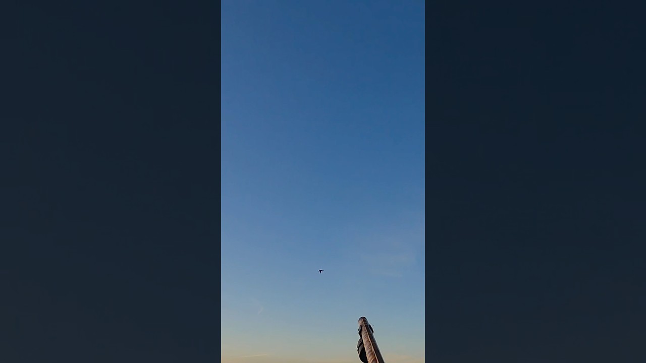 Another beautiful mallard shot with ShotKam footage ! 