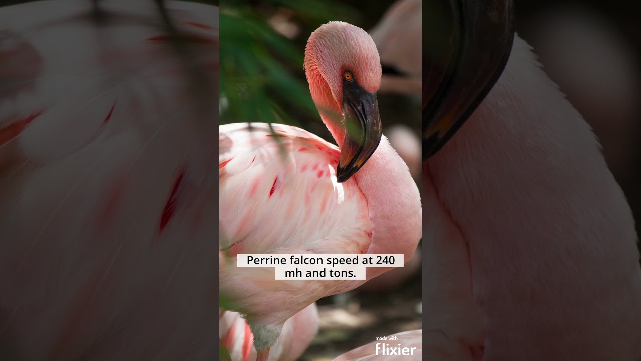 Wonders of Flight: 10-50 Fascinating Facts About Birds