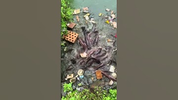 how fishing net works animation  #fish #net #foryou