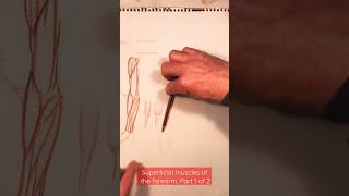 Superficial muscles of the forearm part 1 of 2