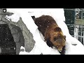 Ну я покатился...🐻😎/Bear Mansur