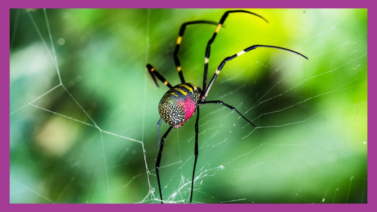 Joro Spiders (Trichonephila clavata)
