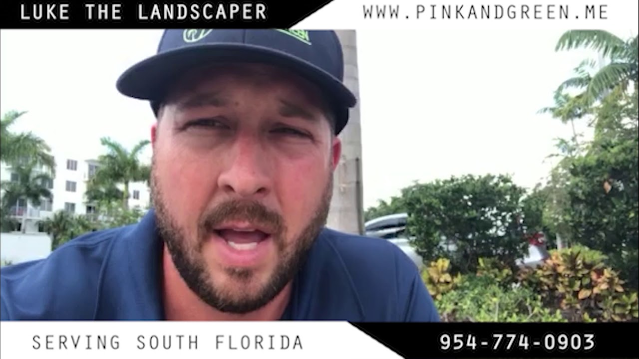 Green Island Ficus Hate Water | Luke The Landscaper | Pink and Green