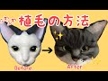 ＜HOW TO＞　羊毛リアル猫　ふわふわ！植毛の方法