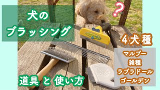 【ブラッシング】犬のブラッシング、道具と使い方。オススメなもの紹介！ 音量注意⚠️