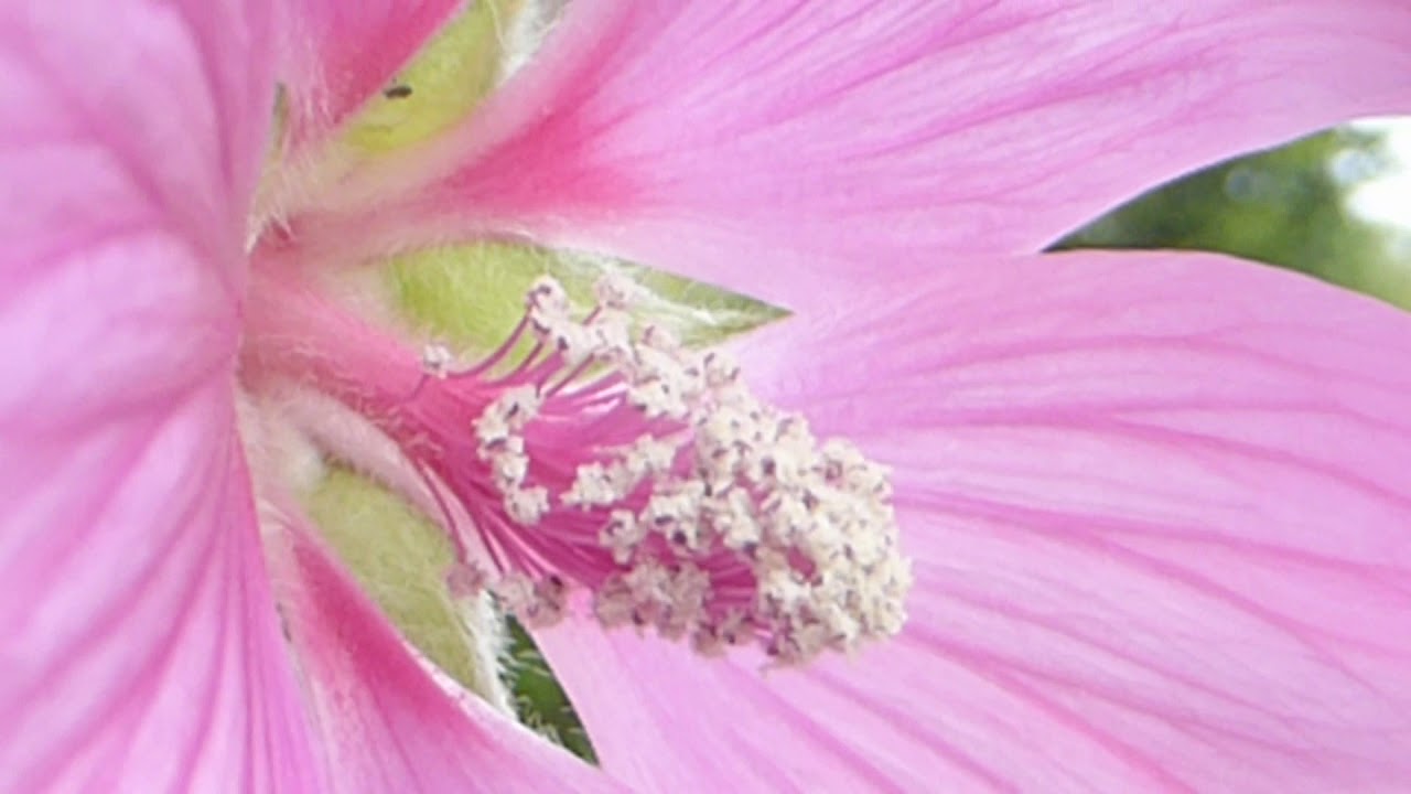 Hollyhock - Alcea -  Stokkrós - Sumarblóm - Skrautplöntur - Garðyrkja