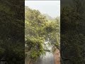 Heavy Rain Through the Trees 🌧️ #calm #nature #rainoundforsleep #rain