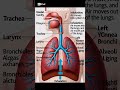 Respiratory System Short Animated Video By @Mediforum-2025 . #mbbs #pharmacy #nurse .