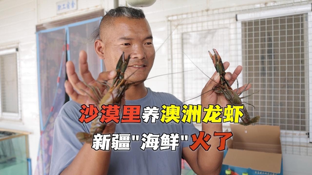 二公斤一个澳洲大龙虾(天鹅龙虾）怎样处理做刺身 摆盘。葱姜龙虾煨面。