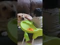 Dhruvy feeding his food to Piku #doglover #dogshorts #kidsvideo