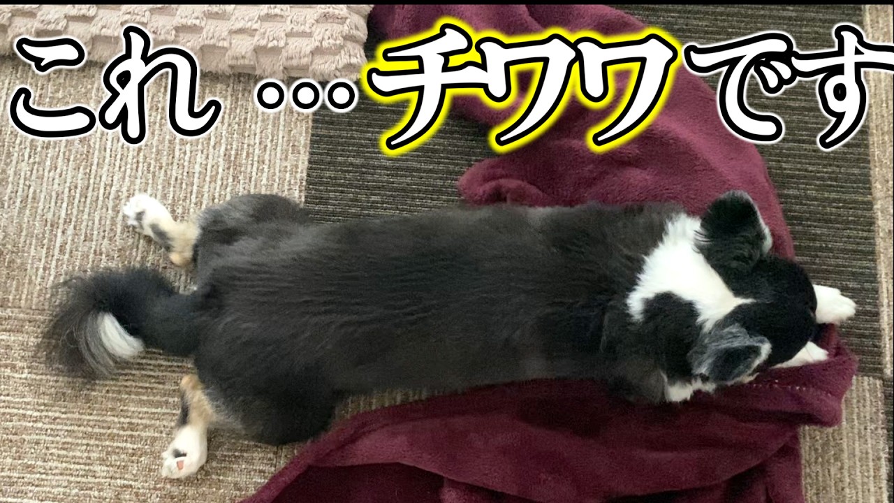 Big Chihuahua] My pet dog who has completely stopped moving - YouTube