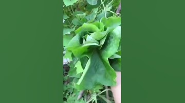 Công dụng tuyệt vời của lá mướp