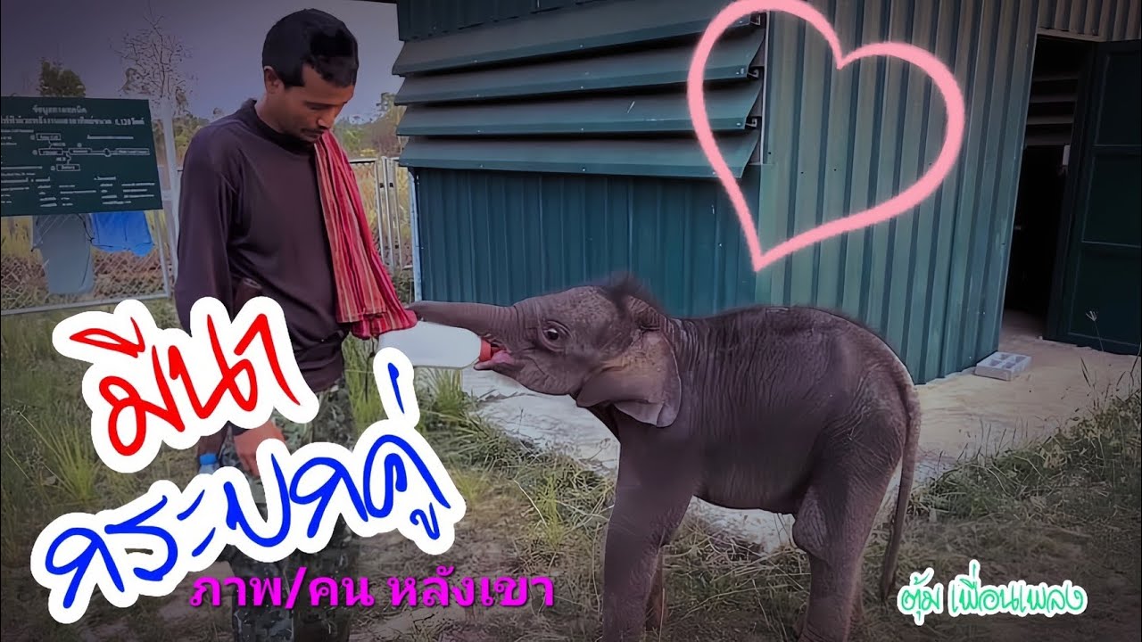 เพลงมีนากระบกคู่ #เพลงใหม่ ตุ้ม เพื่อนช้าง  OFFICIAL