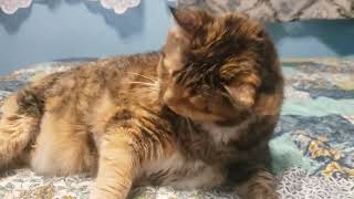 Unbelievably Adorable Cat vs. String: The Ultimate Playtime Showdown! Information
