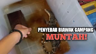 Penyebab Biawak Mudah Muntah!