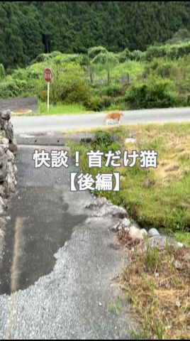 I Found a Cat With Only a Head Deep in the Mountains! #shorts