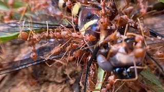 I Spied on a Red Ant Hunt & Saw This... screenshot 2