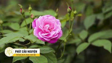 Phút Cầu Nguyện, Thứ Ba 28/07/2020: Lãnh Nhận Và Cho Đi