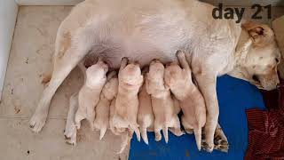 labrador puppies growing up day 1 to 35 days || labradors puppies growth by Dog baba Lucky dagar 9,605 views 1 year ago 6 minutes, 58 seconds