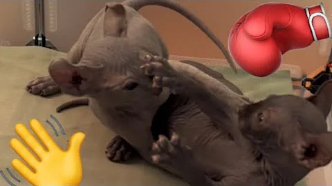 Watch the video about Friday Night Cat Fight