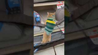 Funny Cats 😺 Episode 207 #Shorts