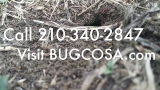 Ant Control In The Yard In San Antonio - Boerne Tx - Bugco Pest Control
