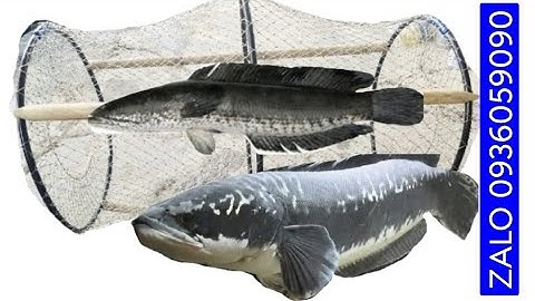 Lờ cá lóc. Bán lờ đặt cá lóc. Bán lờ cá lóc cải tiến. Bán lờ cá lóc cải tiến.