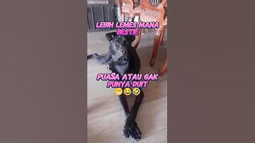 jwb jujur ya #dog #funny #shorts #tkwhongkong #viralvideo #lucu #cat #viral