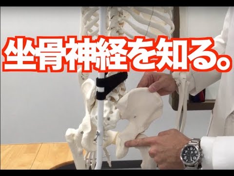 【いまさら聞けない解剖学】坐骨神経の走行について（町田 志樹 先生）