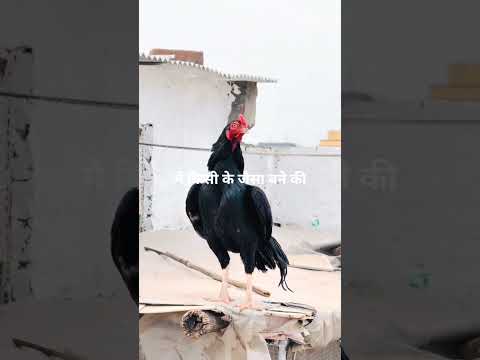 #murga #birds